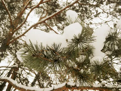Разнообразие зимних елей: скачивайте красивые фотографии в JPG, PNG, WebP