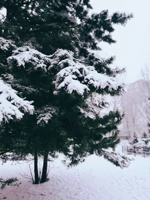 Фотографии зимних елей для вашего выбора: скачивайте в различных форматах
