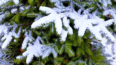 Коллекция из 38 уникальных фото зимних елей: выбирайте изображение по вкусу