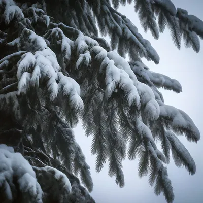 Фотографии зимних елей: JPG, PNG, WebP – выберите удобный формат скачивания