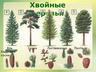 Сосны и Елки на ваш выбор: форматы и размеры для загрузки