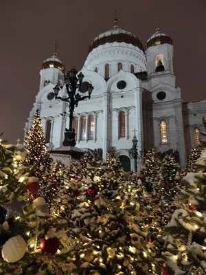 Картинка святой елки в храме: Ореол святыни