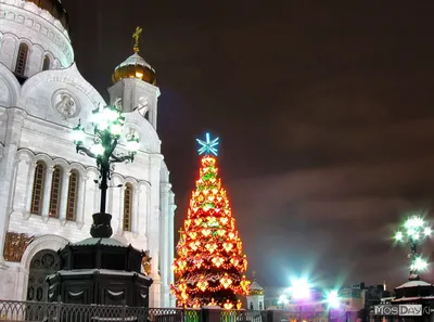 Изображение елки в Храме Христа Спасителя: Святое слияние природы и веры