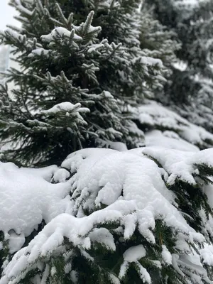 Фотография елки в снегу: Магия зимнего леса на вашем экране