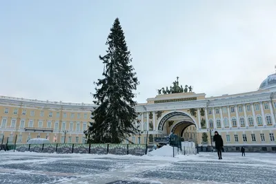 Ёлочные сказки: Фотографии зимних красавиц