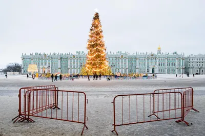 Подбор размера: Фотографии элегантных елок