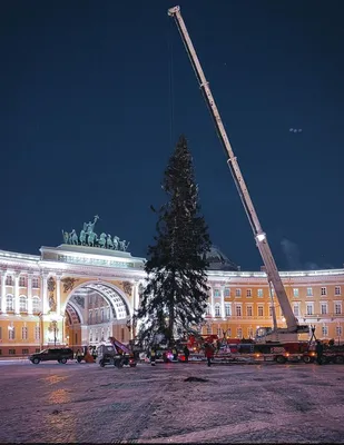 Подлинная зима: Фотографии елок на дворцовой площади