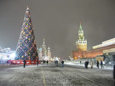 Фотографии елок в различных размерах