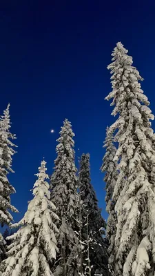 Волшебство зимнего леса: WebP изображения разных размеров