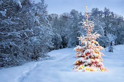 Прекрасные елки в зимнем лесу: WebP формат для высокого качества