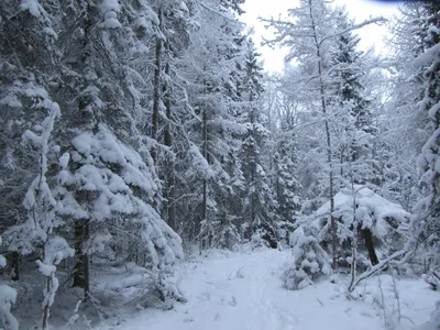 Зимний лес во всей красе: Выберите PNG для скачивания