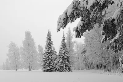 Вдохновляющие фотографии зимнего леса: WebP формат доступен