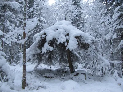 Зимний лес в объективе фотографа: PNG формат для выбора