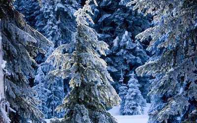 Зимний лес: Выберите JPG формат для скачивания