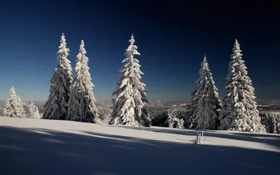 Елки под снегом: Скачайте красочные изображения в WebP