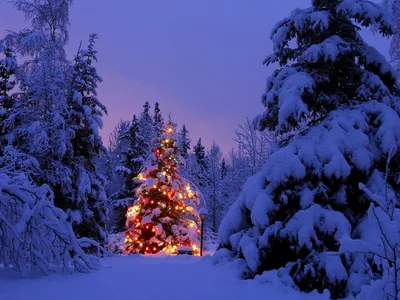 Зимний лес в лучшем свете: Изображения для скачивания в JPG