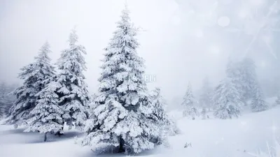 Лес в зимнем убранстве: Выберите формат изображения