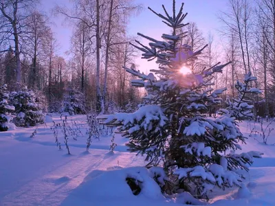 Зимний лес: WebP изображения различных размеров