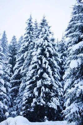 Фотографии зимнего леса: Выберите JPG для загрузки