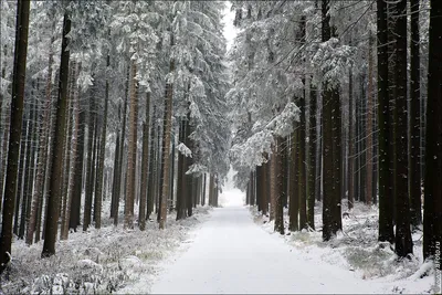 Природа зимнего леса: WebP изображения различных размеров