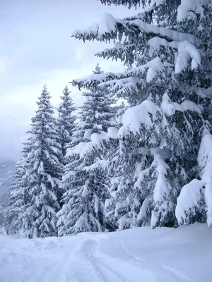 Зимние елки под снегом: Скачайте фото в JPG формате