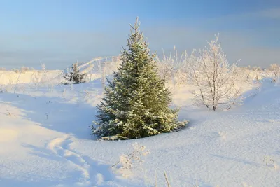 Фотогалерея Елки в зимнем лесу: Изображения для любого вкуса