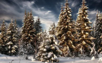 Зимние елки: Выберите размер и скачайте WebP изображение