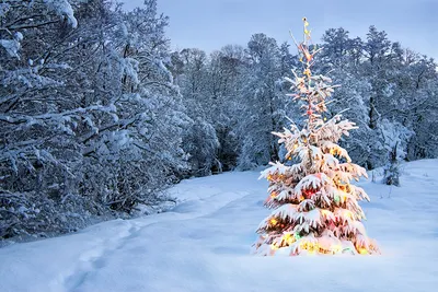 Фотографии среди Елок: Изысканные изображения в HD