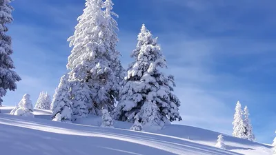 Фотографии елок: Размер изображения по вашему желанию