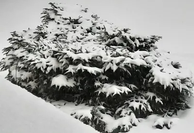 Зимняя асимметрия: красивая елочка в снегу на фото