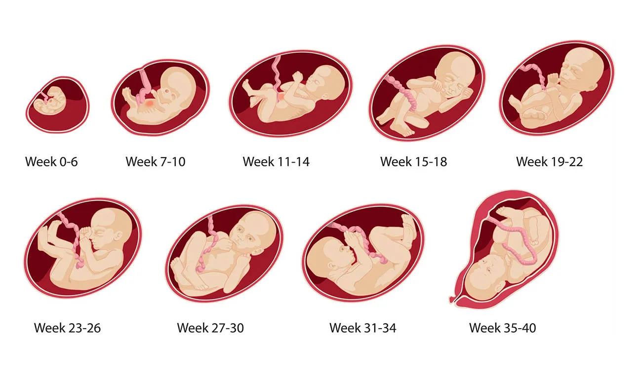 Развитие плода по неделям беременности