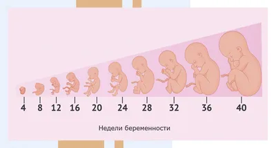 Изображение эмбриона человека на 10 недель: разные варианты размеров