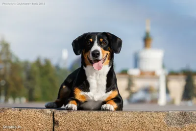 Самые смешные фото собаки Энтлебухер зенненхунд