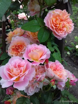 Фото из энциклопедии роз: Богатые цвета и изысканная красота