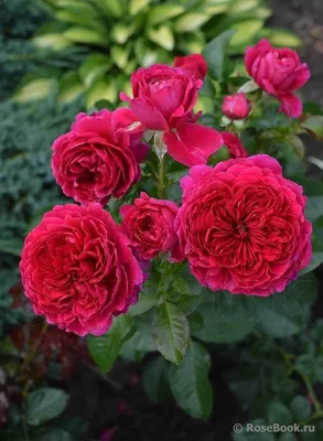 Картинка розы: Идеальное сочетание красоты и изящества