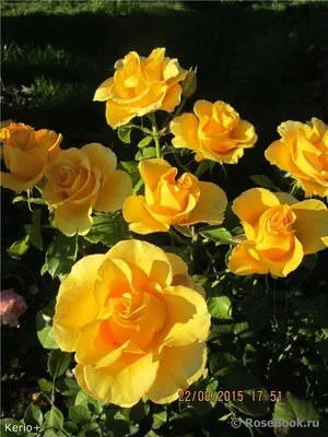 Фотка розы в формате PNG: Яркие цвета прямо на твоем экране