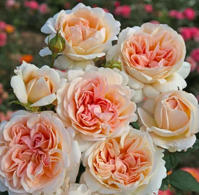 Фото из энциклопедии роз: Впитай красоту природы через объектив