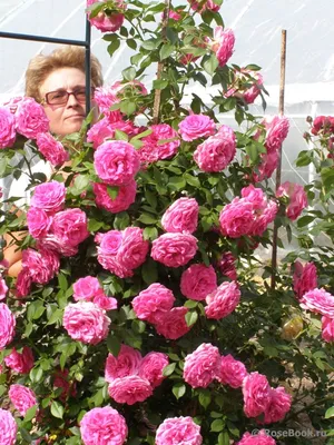 Фотография розы в формате JPG: Подбери снимок в своем любимом размере