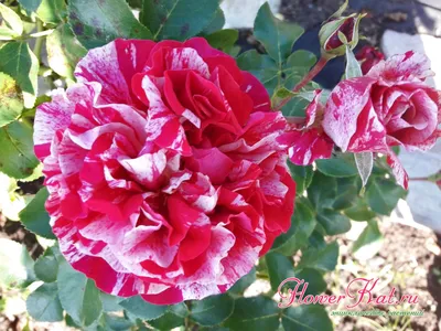 Фото розы: Загляни задний план розовых садов