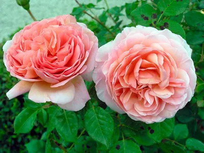 Изображение розы: Очарование и элегантность прямо на экране