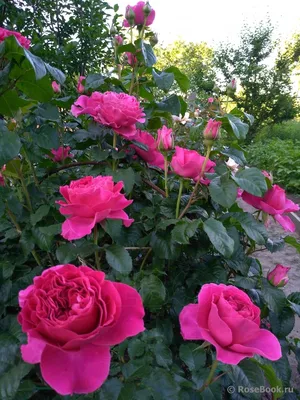 Фотография розы: Нежность и элегантность цветов