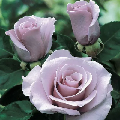 Фотка розы в формате JPG: Давай запечатлим красоту вместе