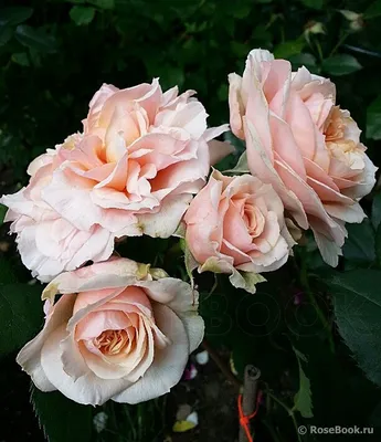 Фотография розы в формате WEBP: Безупречное качество на любом устройстве