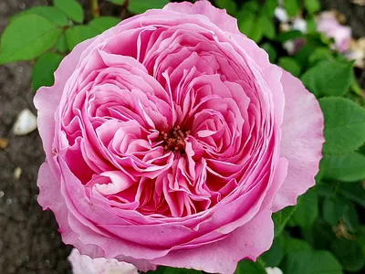Картинка розы: Освежи свои чувства прекрасными цветами