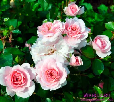 Фото из энциклопедии роз: Погрузись в благоухающий мир цветочных ароматов