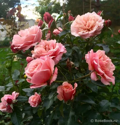 Картинка розы: Одна из самых прекрасных цветов на свете