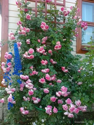 Фото розы: Загляни в мир пышных цветов