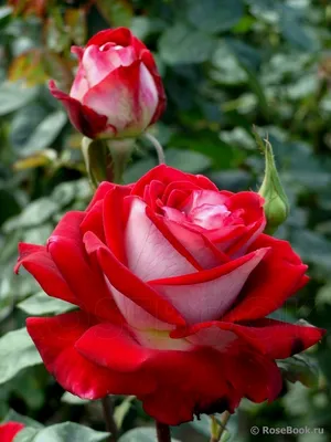 Изображение розы: Уникальная коллекция сортов и гибридов