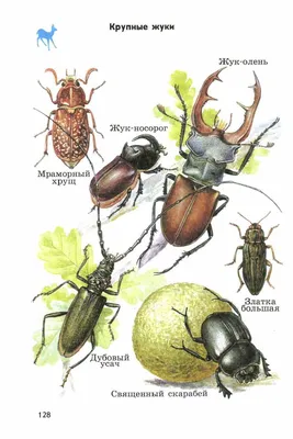 Жуки: качественные изображения для скачивания