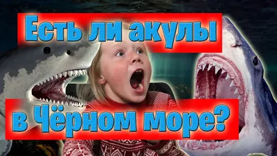 Скачать фото акул в Черном море бесплатно